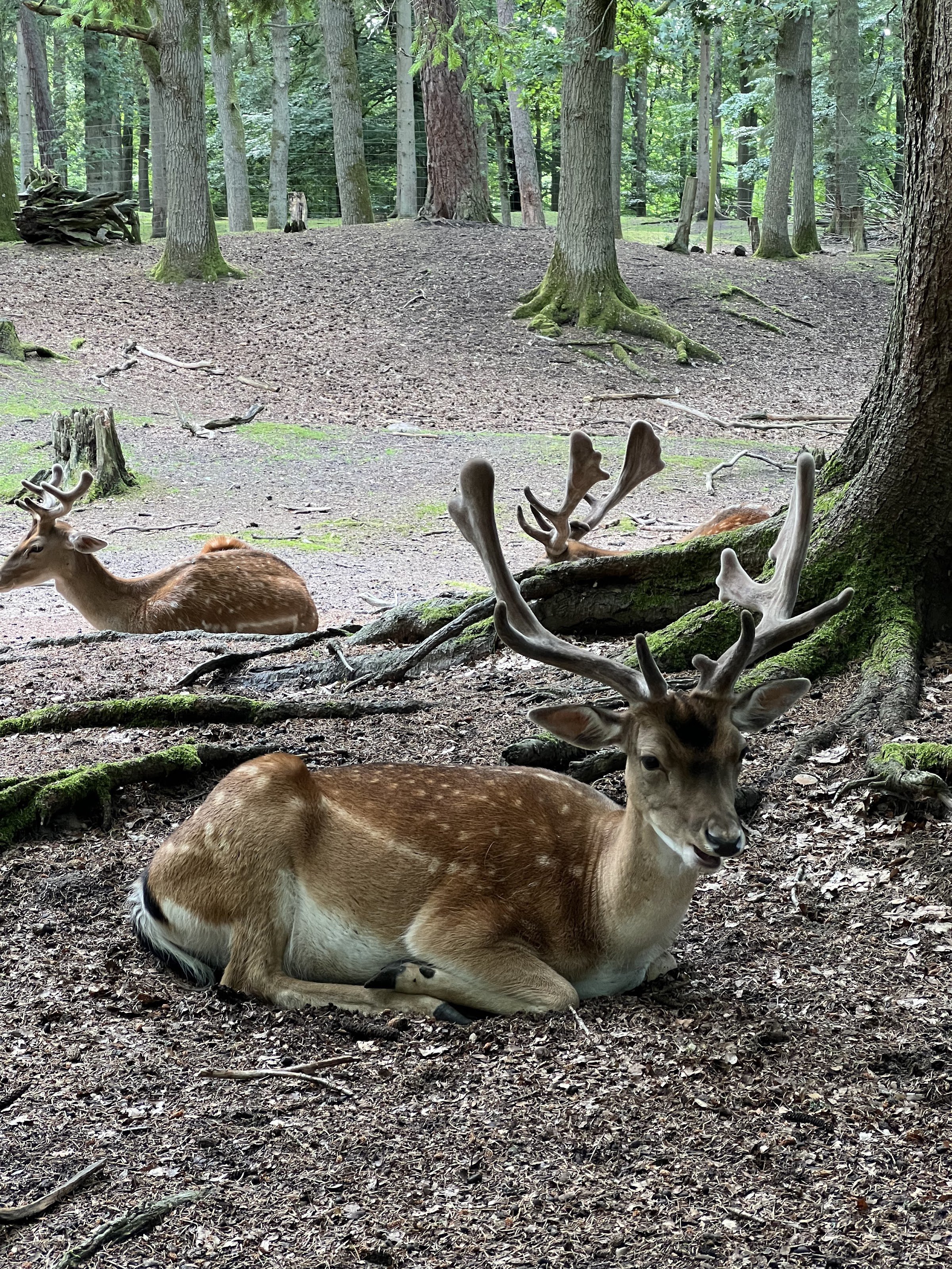 Hembygdsparken (Ängelholm)